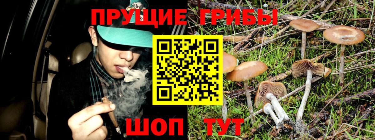 где купить наркоту  Псилоцибиновые грибы GOLDEN TEACHER  Вход с VPN  Удомля 